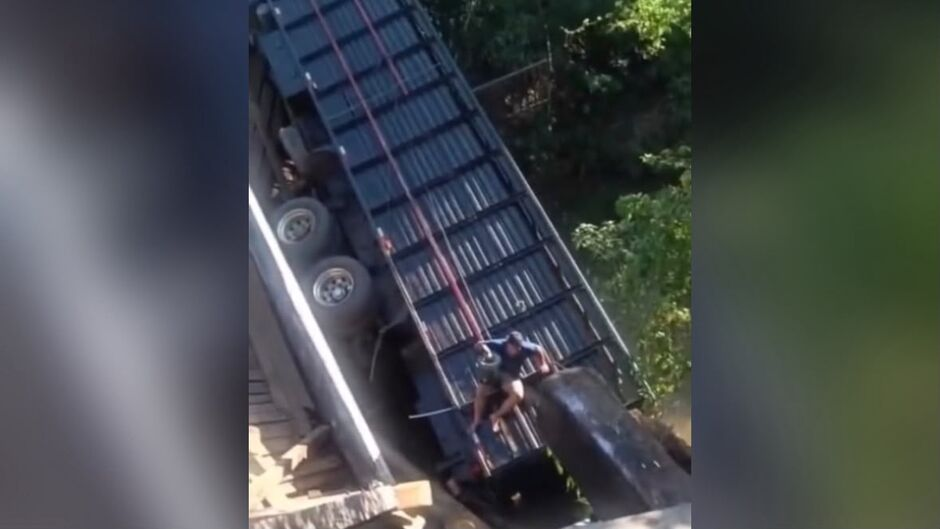 Ponte desaba com caminhão carregado de gado e oito animais morrem em MS