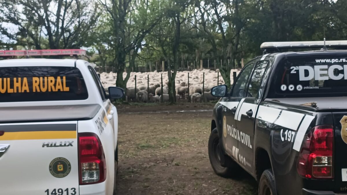 Caso de 450 ovelhas “desaparecidas” tem reviravolta no RS após nova contagem do rebanho