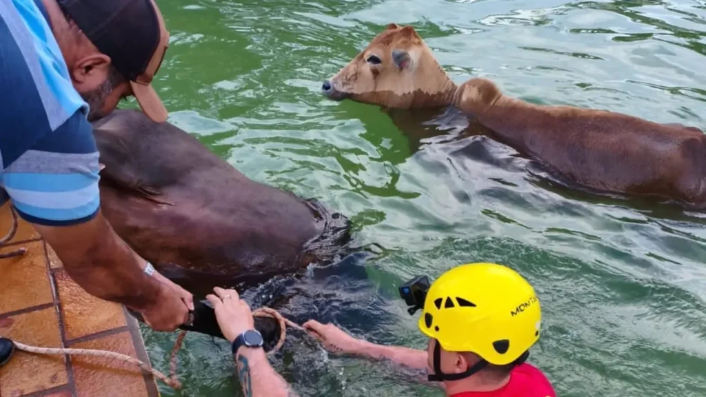 Bovinos de até 500 kg passam a madrugada dentro de piscina e precisam ser resgatados; veja