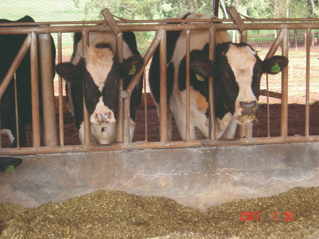 Micotoxinas na silagem estavam comprometendo a reprodução do rebanho; manejo elevou prenhez em estudo de caso