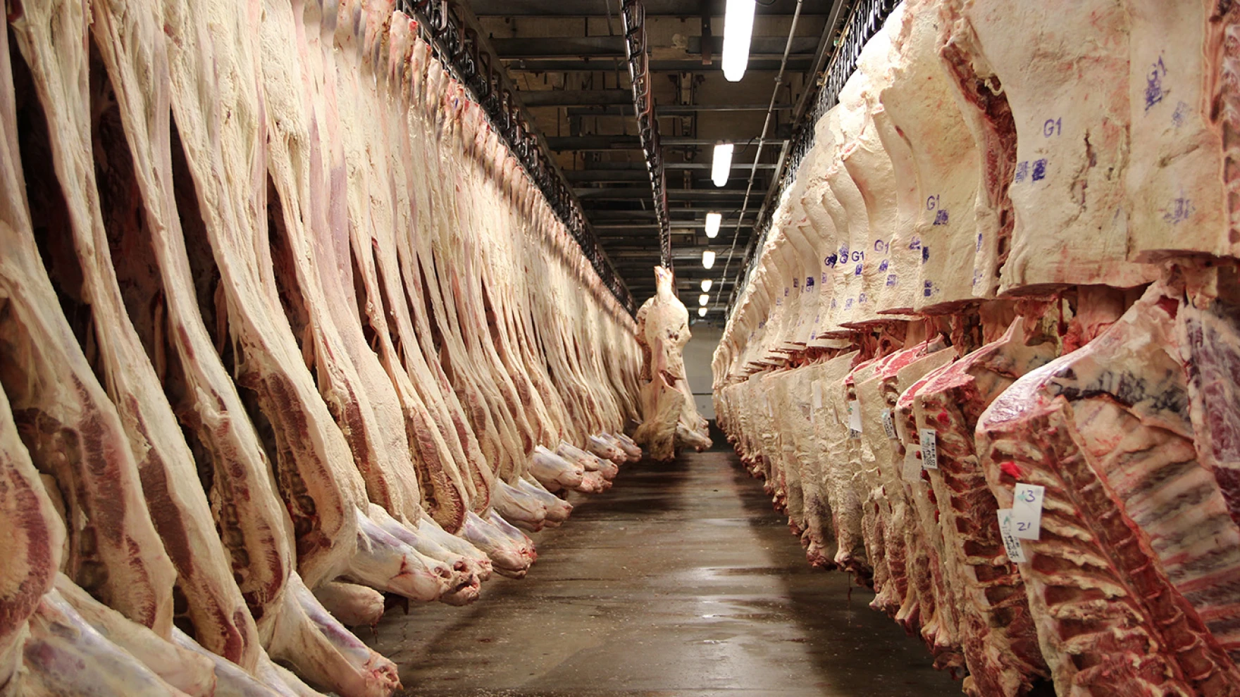 Por que frigoríficos aplicam eletricidade na carne logo após o abate? Entenda a eletroestimulação