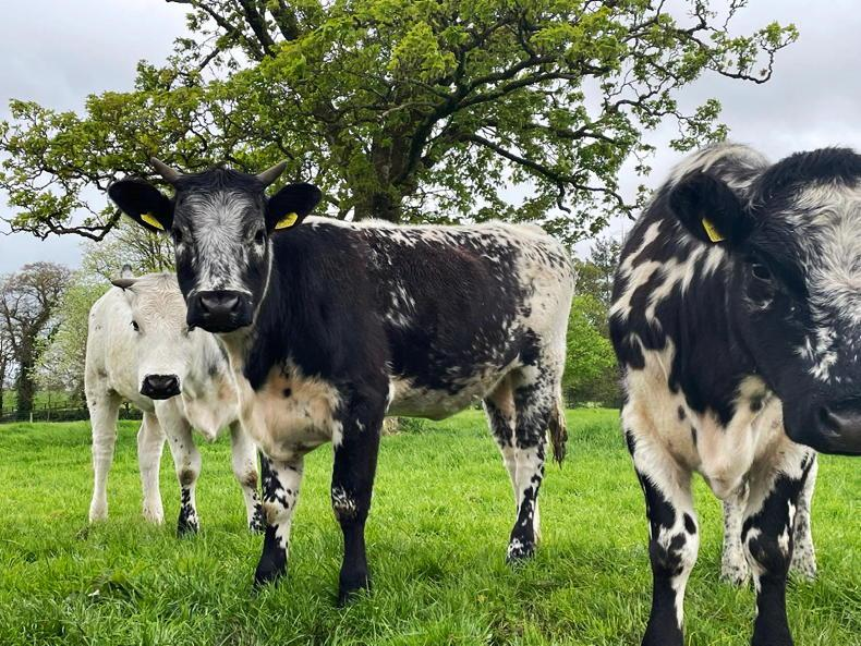 Droimeann: conheça a rara vaca irlandesa de “costas brancas” que quase desapareceu