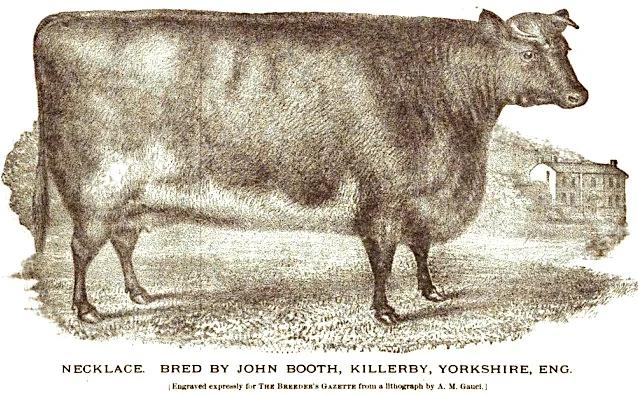 Chifre de vaca nascida em 1837 atravessa países e gerações e acaba nas mãos de veterinário argentino