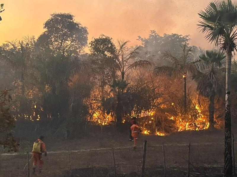 Incêndio atinge 65 hectares da Embrapa e compromete pesquisas mantidas há décadas