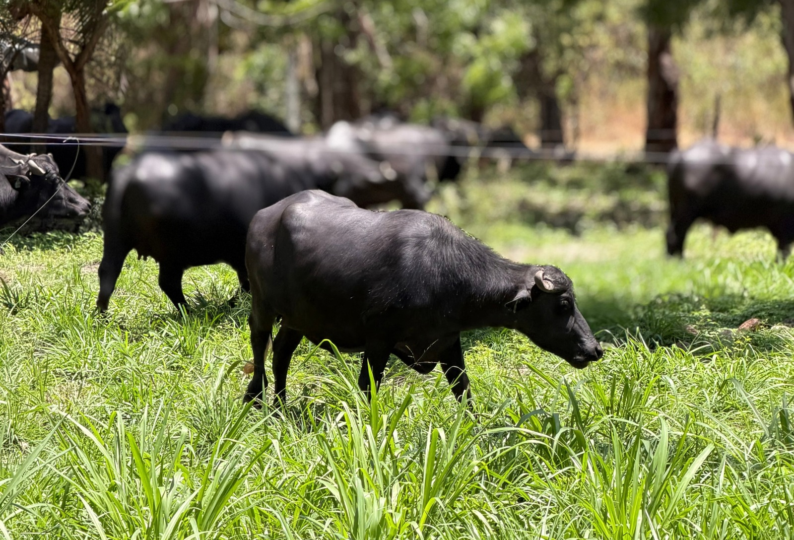 Búfalos vão ganhar espaço em evento nacional no Sul do país com foco em carne, leite e inovação