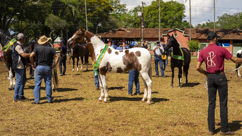 1ª Copa do Mundo de Pelagens do Cavalo Mangalarga realça o padrão genético e a diversidade da raça
