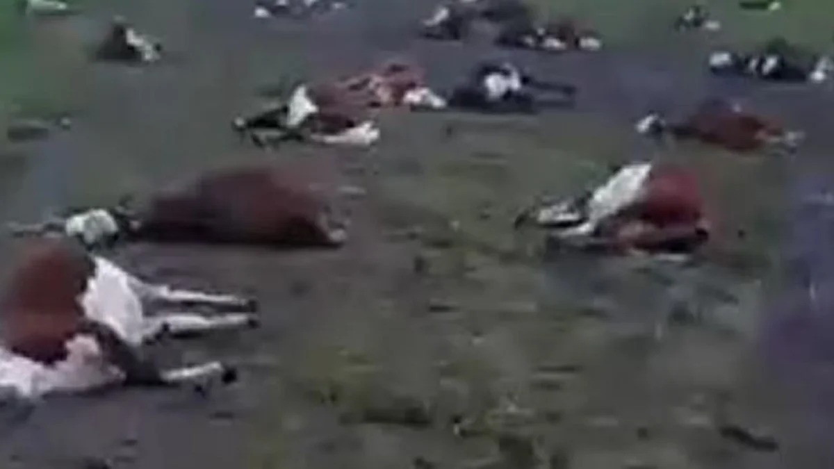 Morte de 240 novilhas Braford expõe risco de intoxicação no pasto após seca; vídeo