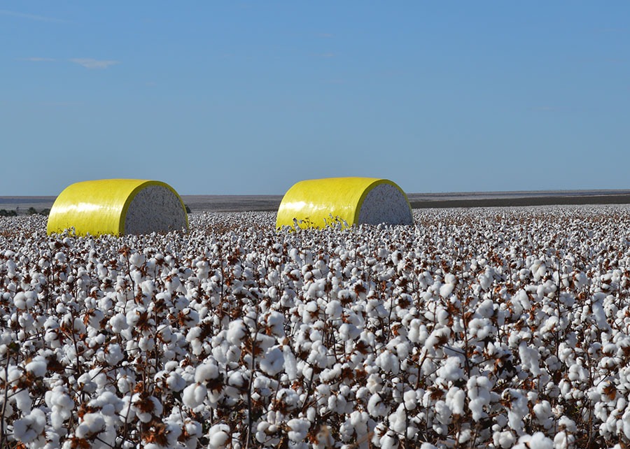 Novas cultivares de algodão da Embrapa chegam a 7,6 t/ha e resistem a doenças