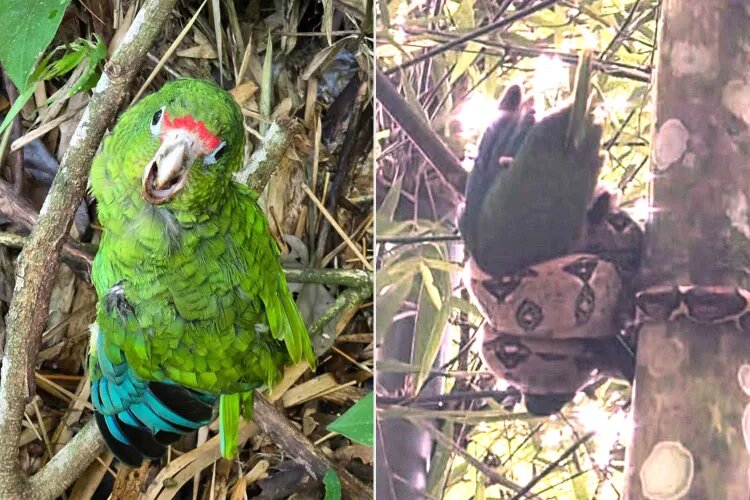 Gritos na floresta salvam filhote de papagaio raro já preso por jiboia