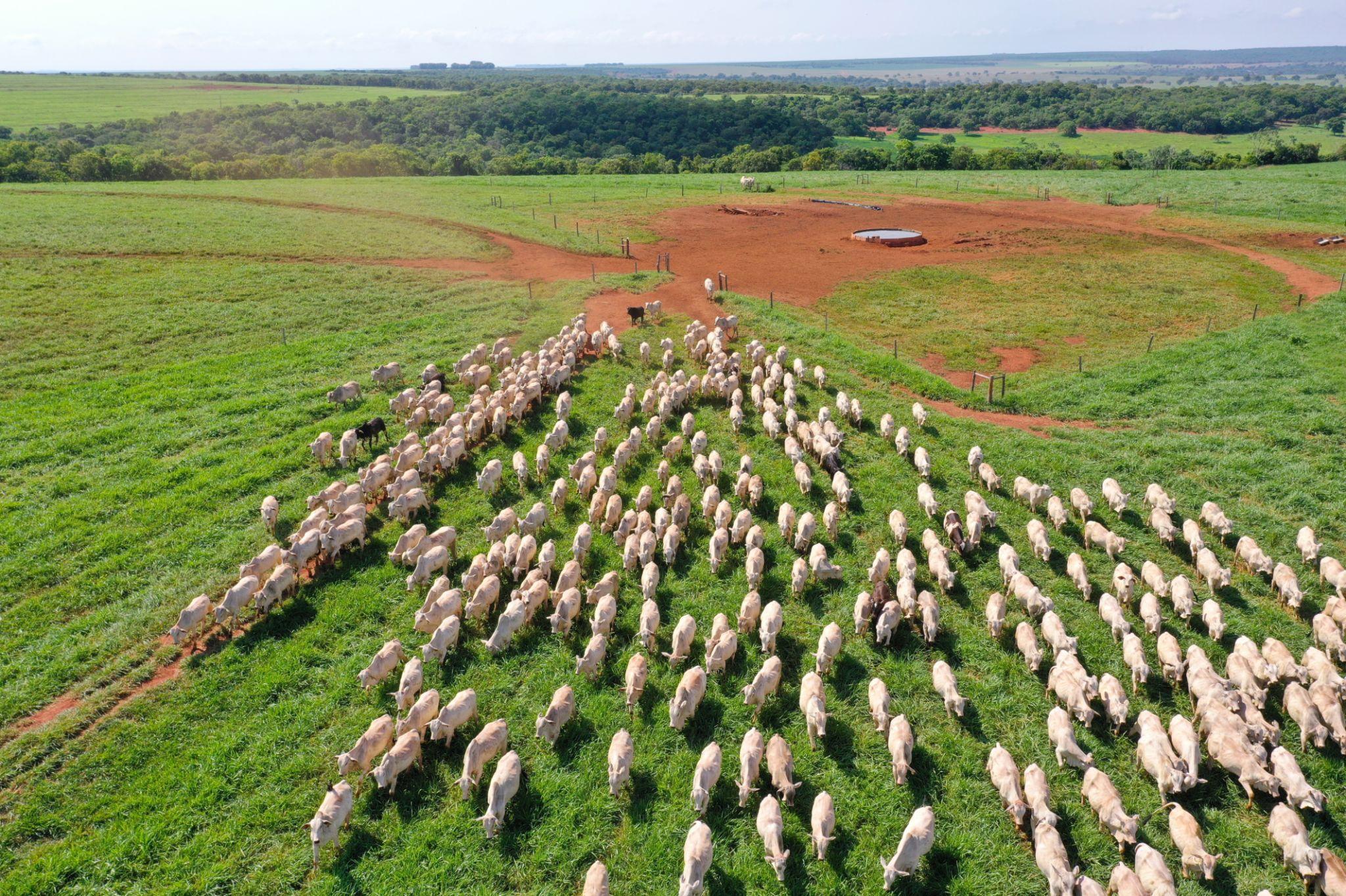 Agro brasileiro movimenta R$ 1,44 trilhão e carne bovina se destaca com R$ 253 bilhões
