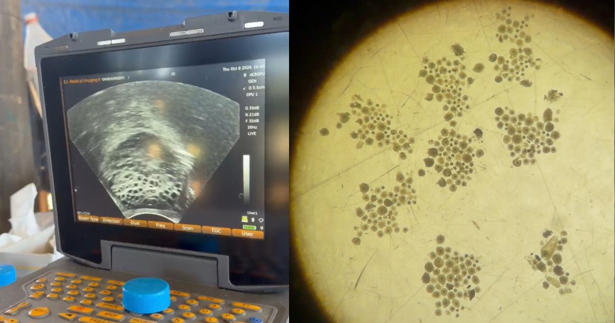 produção in vitro de embriões - aspiração folicular - oócitos