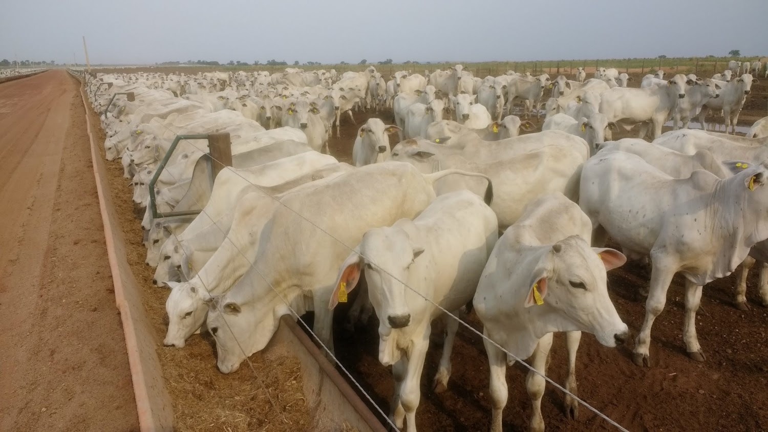 Fazenda no Pantanal projeta ganho de até R$ 900 por bezerro com “Sequestro Pantaneiro”