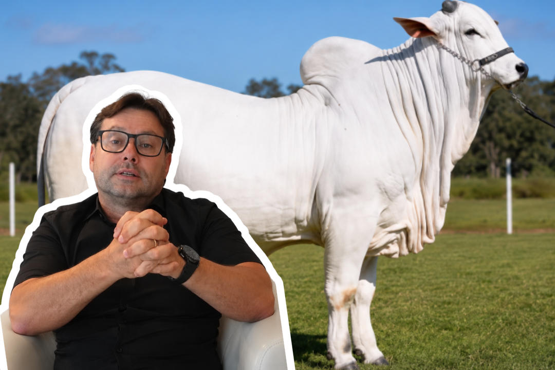 “Show de horrores”, diz jurado ao criticar touros Nelore em centrais