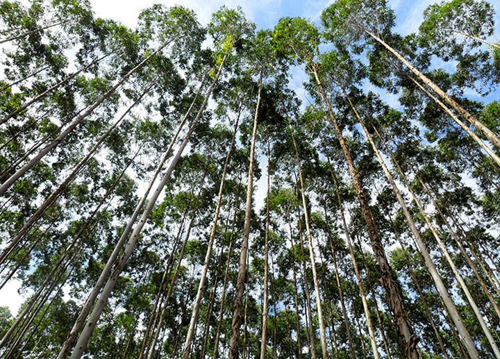 Mato Grosso do Sul concentra quase 90% da expansão de florestas plantadas no Brasil