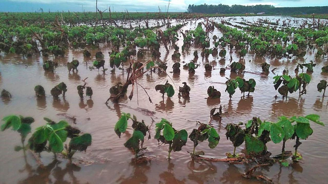 soja alagada