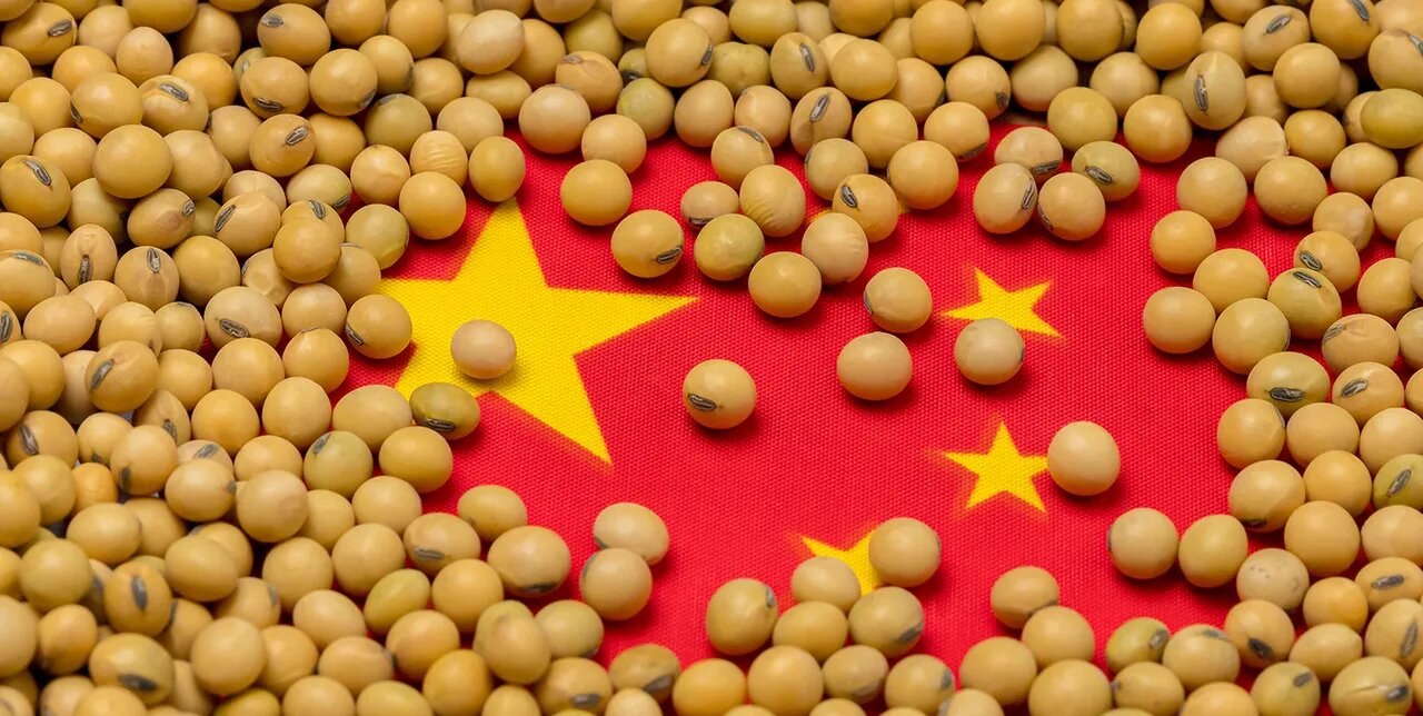 Brasil aprova soja chinesa com cinco genes contra lagartas e herbicidas