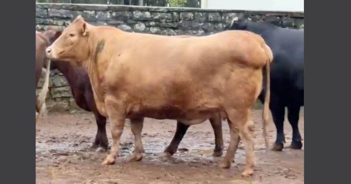 vaca com traseiro gordo - vacas gordas