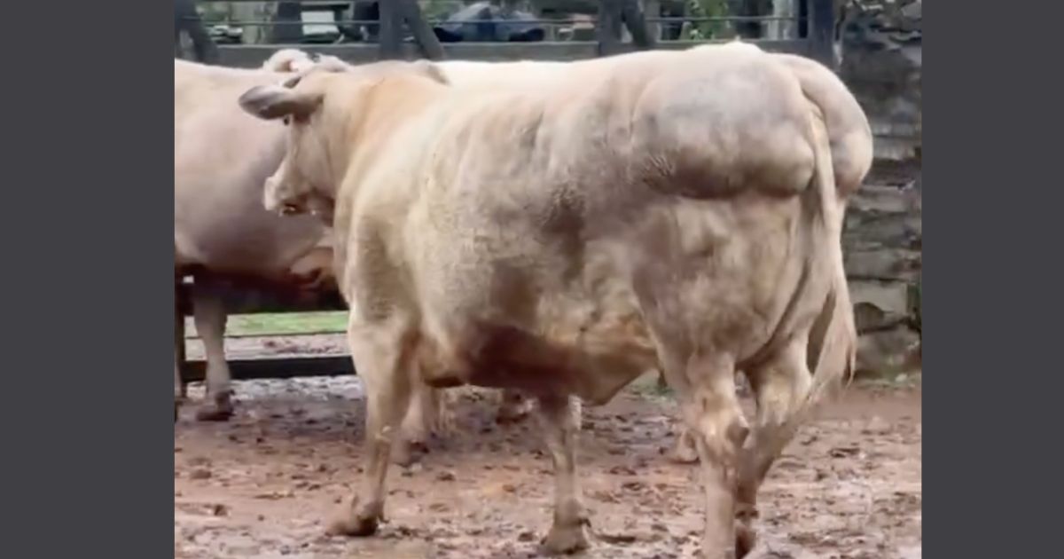 Uma carne extraordinária que não dá lucro? “Joias raras” são encontradas em frigorífico no Sul