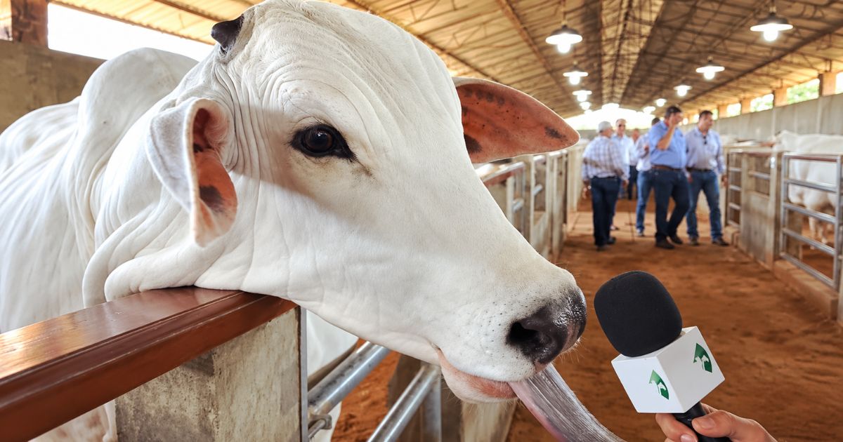 vaca nelore querendo falar ao microfone