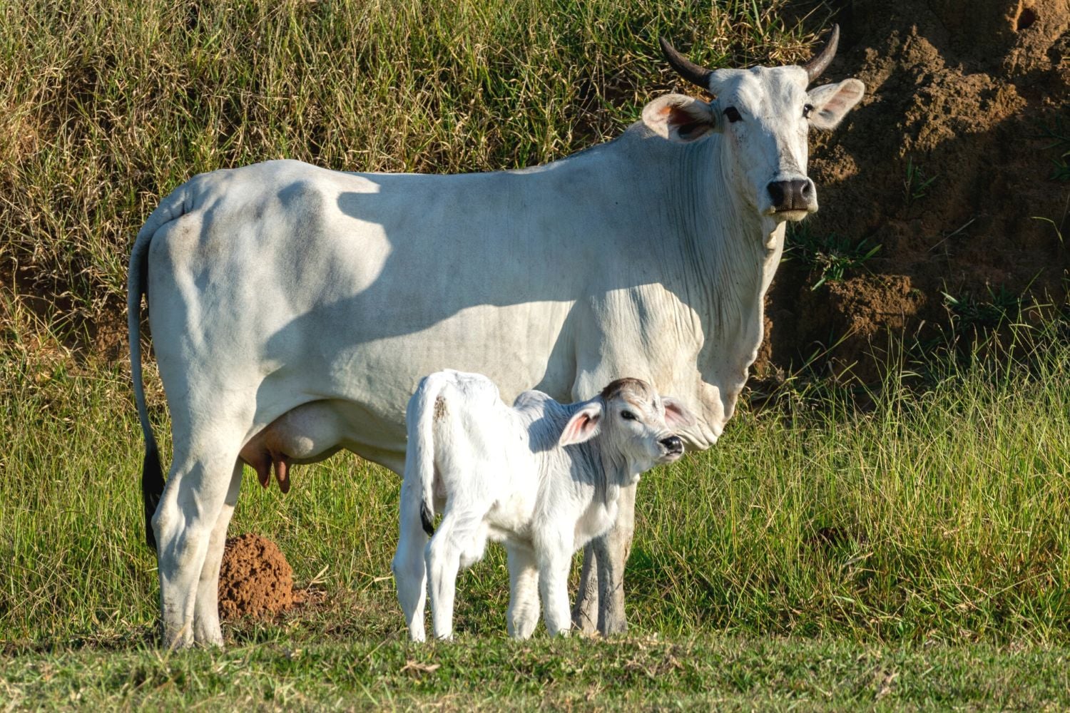Estudo brasileiro liga idade ao primeiro parto à eficiência futura da vaca Nelore